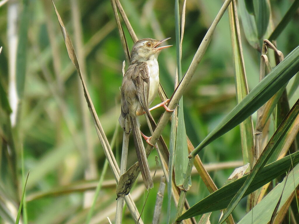 Prinia simple