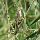 Prinia simple