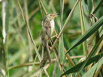 Prinia simple