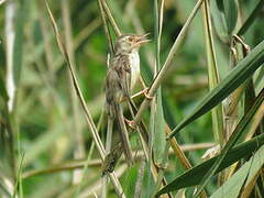 Plain Prinia