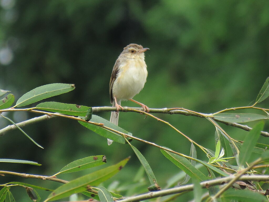 Prinia simple