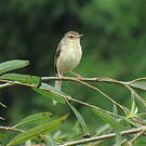 Prinia simple