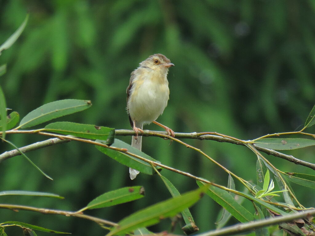 Plain Prinia