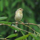 Prinia simple