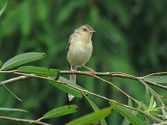 Plain Prinia