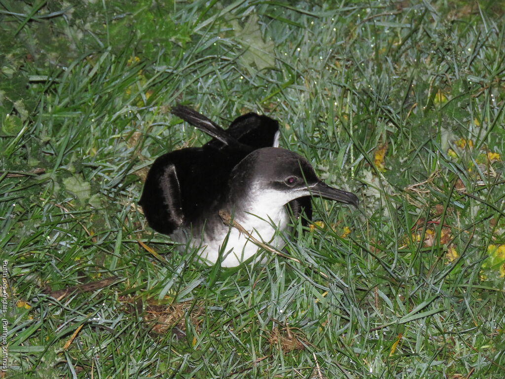 Manx Shearwater