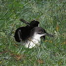 Puffin des Anglais