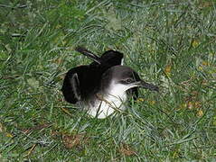 Manx Shearwater