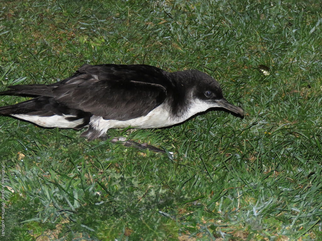 Puffin des Anglais