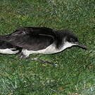 Puffin des Anglais