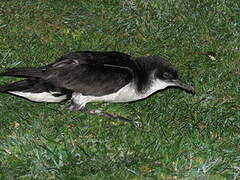 Manx Shearwater