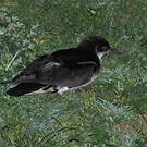 Puffin des Anglais