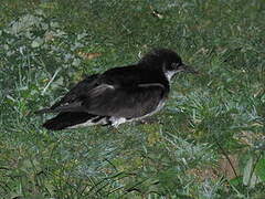 Manx Shearwater