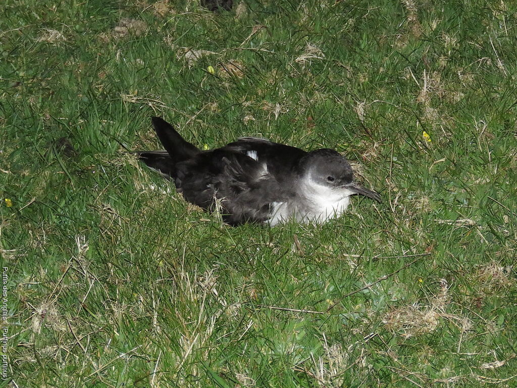 Manx Shearwater