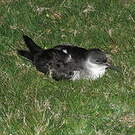 Puffin des Anglais