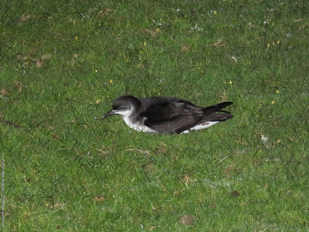 Manx Shearwater