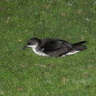 Puffin des Anglais