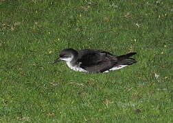 Manx Shearwater