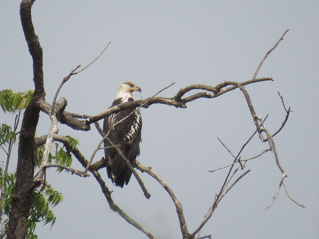 African Fish Eaglejuvenile