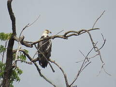 African Fish Eagle