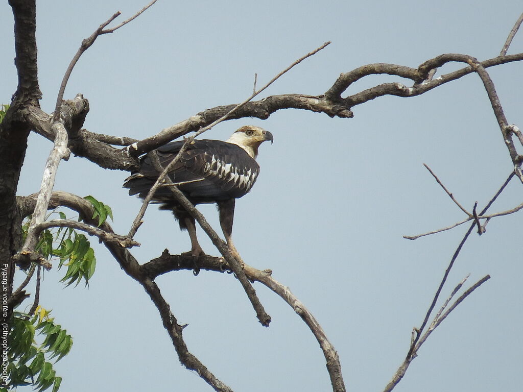 African Fish Eaglejuvenile