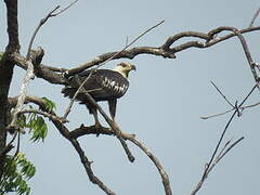 African Fish Eagle