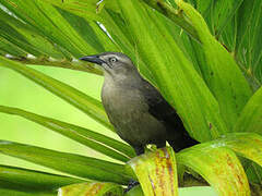 Carib Grackle