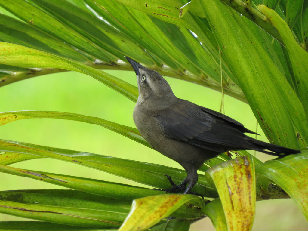 Carib Grackle female