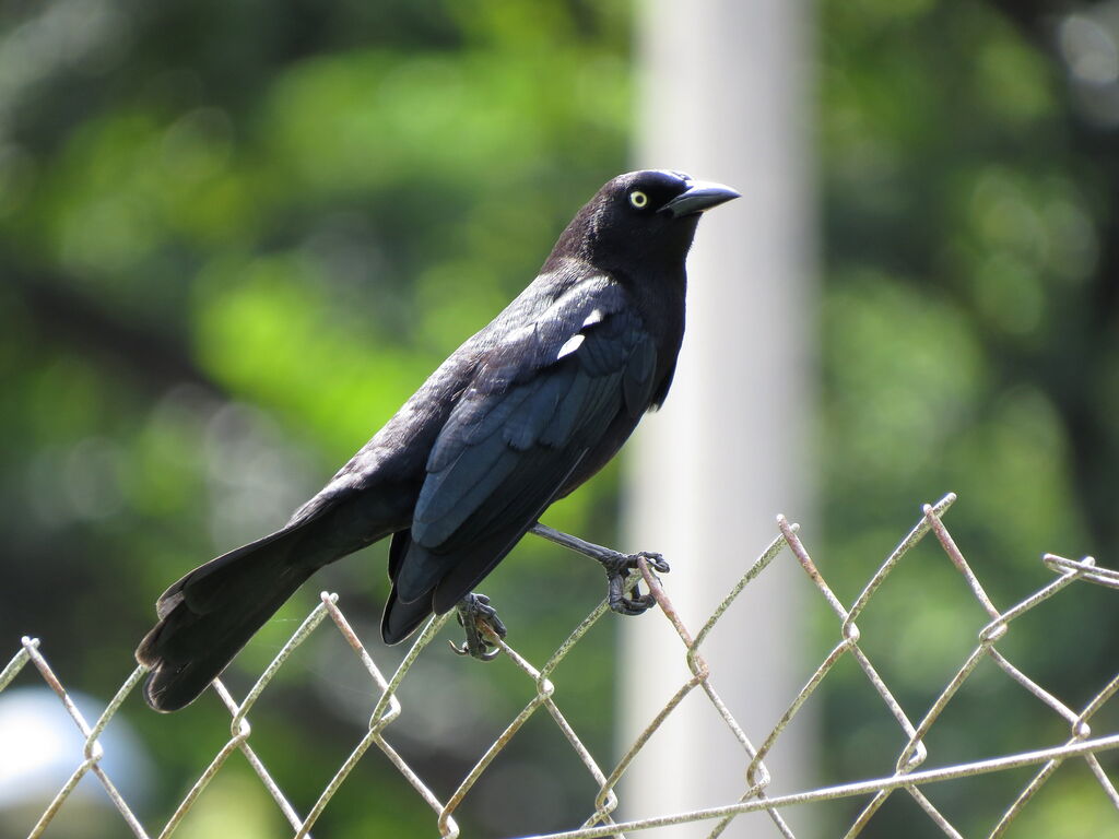 Carib Grackle male