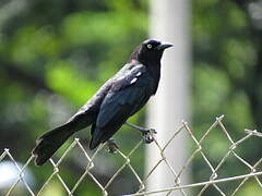 Carib Grackle