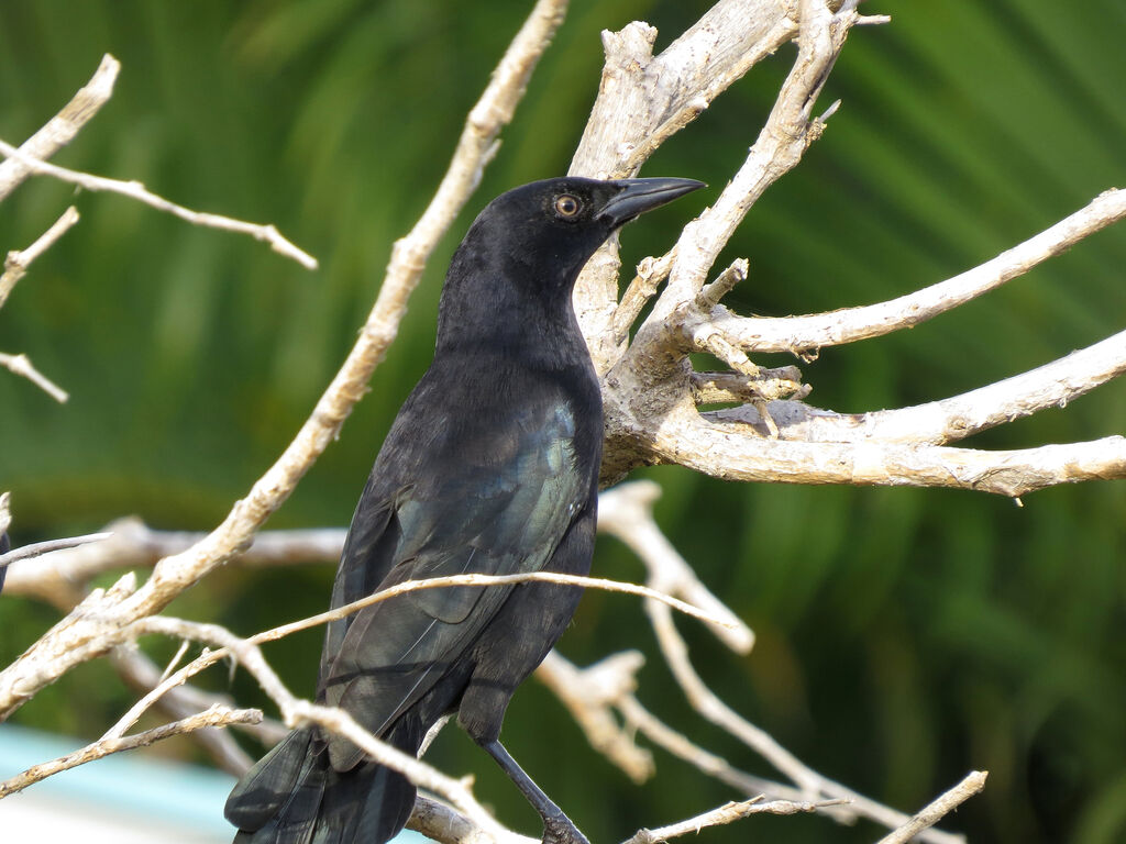 Carib Grackle male