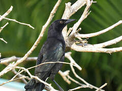 Carib Grackle