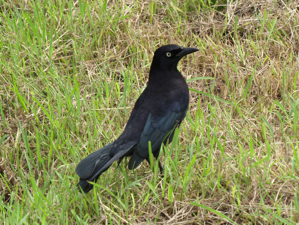 Carib Grackle male