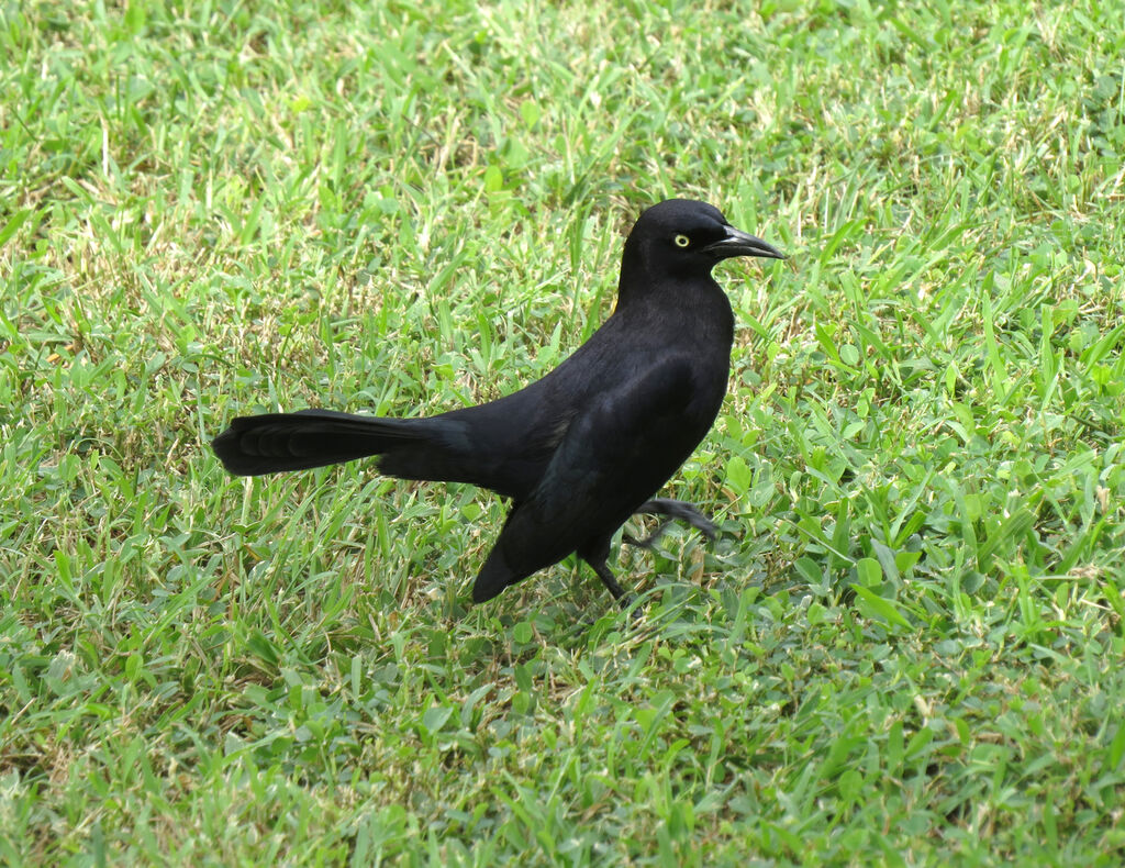 Carib Grackle