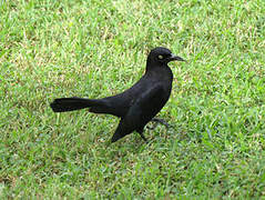 Carib Grackle