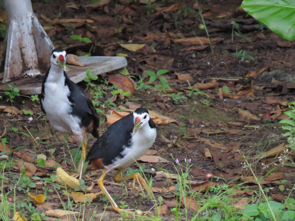 White-breasted Waterhen