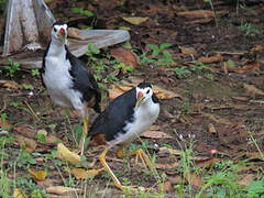 White-breasted Waterhen