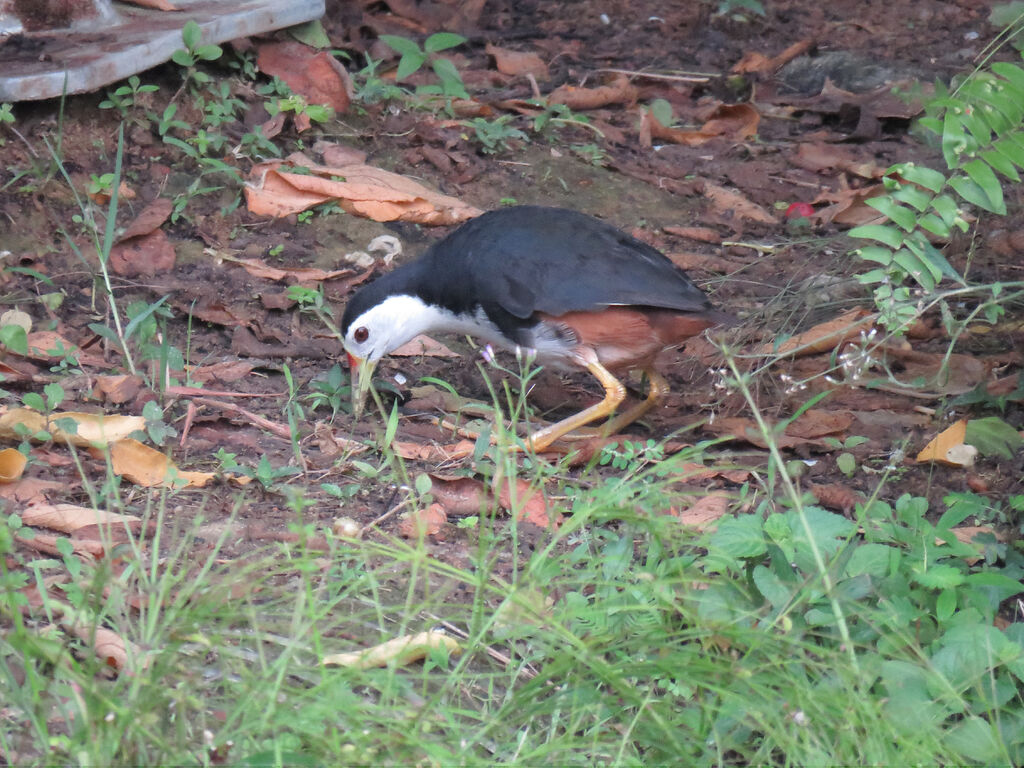 White-breasted Waterhen