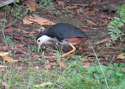 White-breasted Waterhen