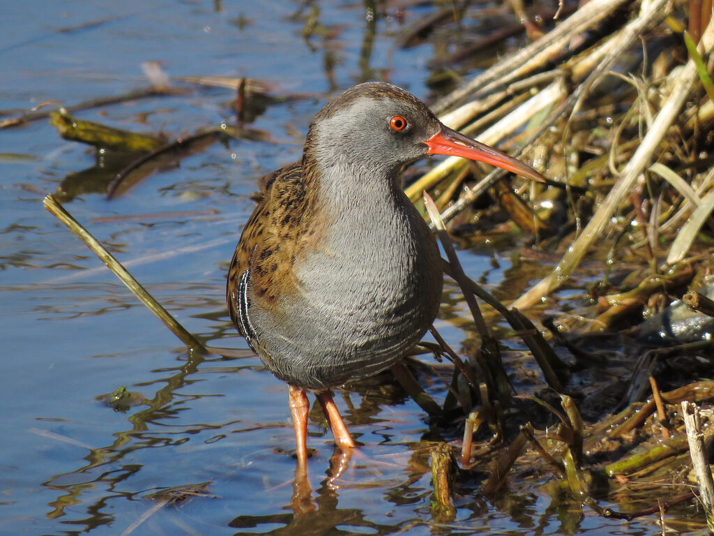 Water Rail