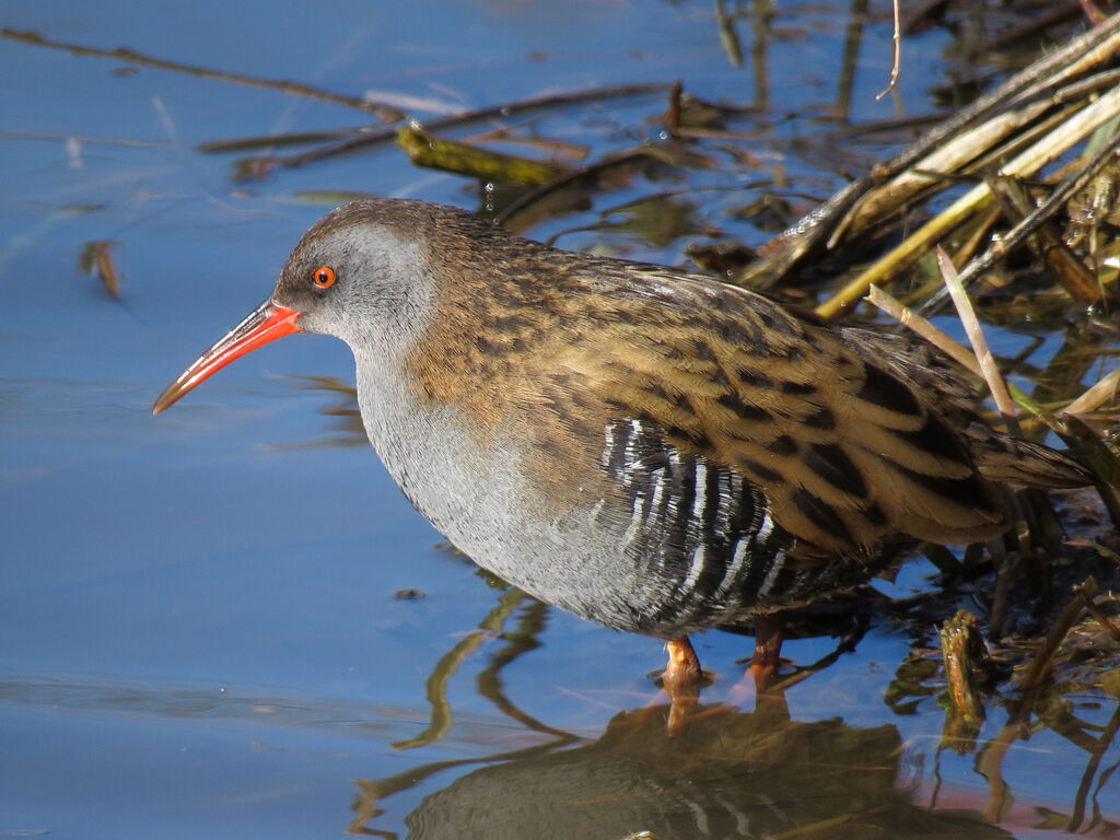 Water Rail