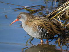 Water Rail