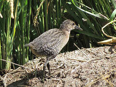 Slaty-breasted Rail