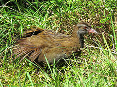 Weka