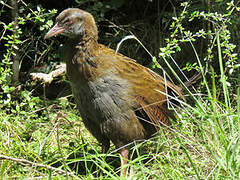 Weka