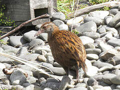 Weka