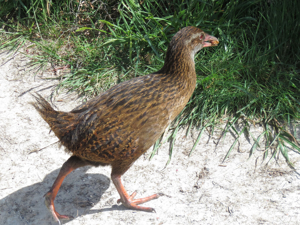 Weka