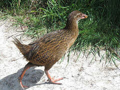 Weka