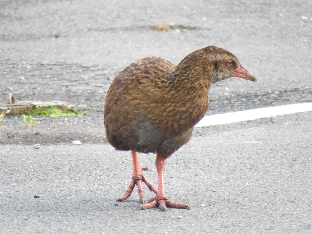 Weka