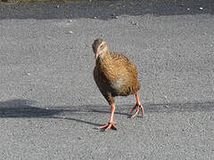 Weka